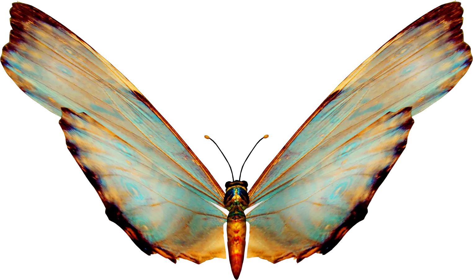 Beautiful Blue Butterfly with Open Wings