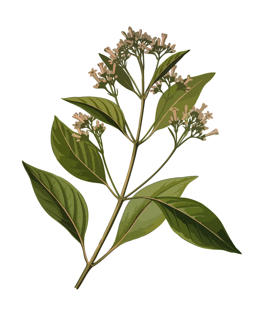 Botanical Plant Illustration with Leaves