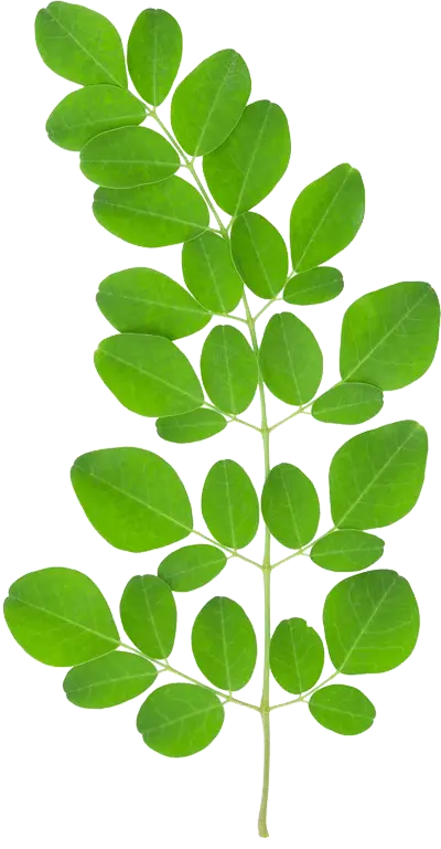 Green Branch with Leaves for Nature Concept