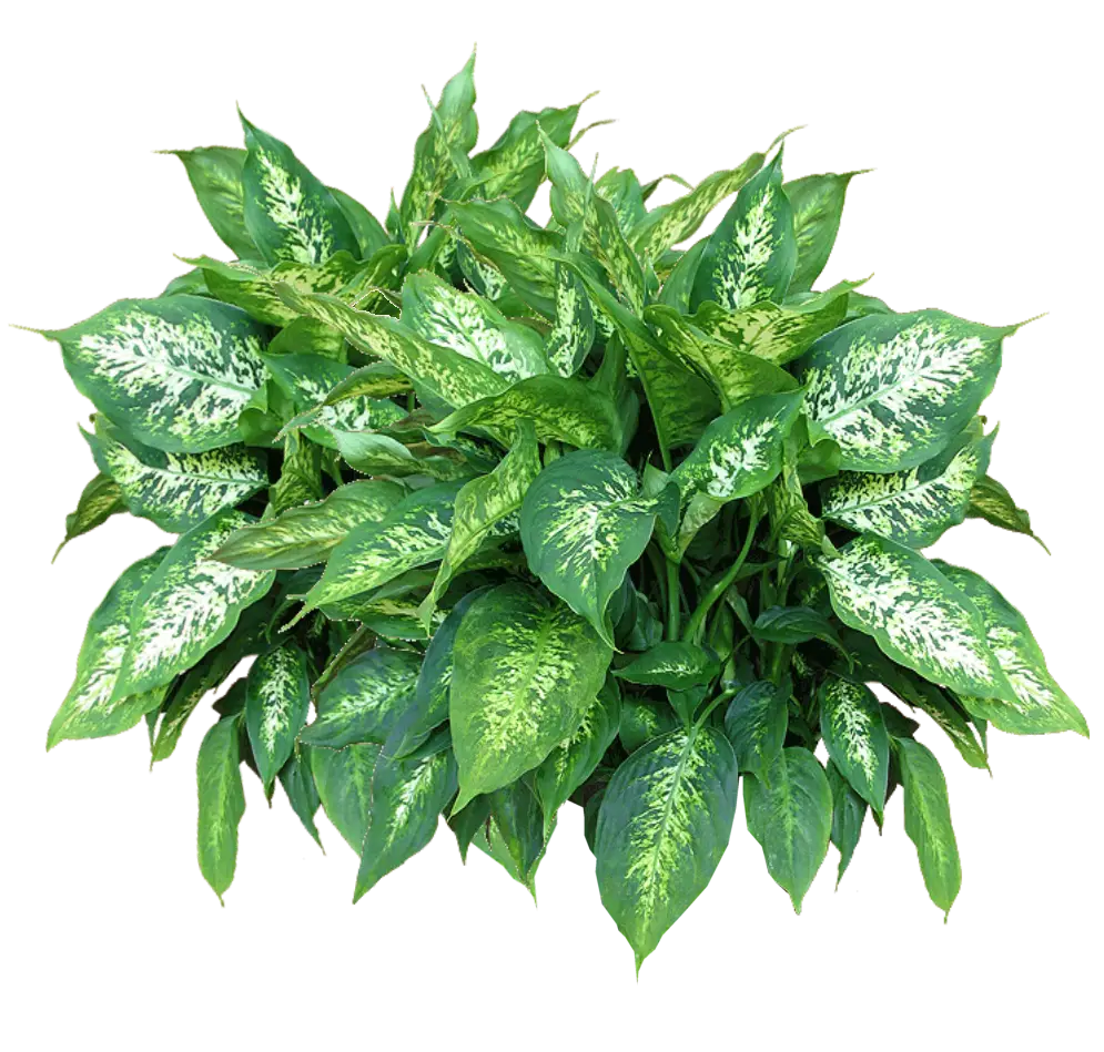 Lush Green Plant with Variegated Leaves
