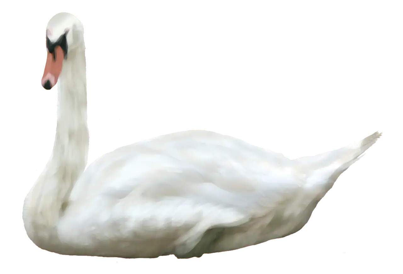 Majestic White Swan in Water