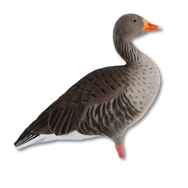 Illustration of a Goose in Natural Colors