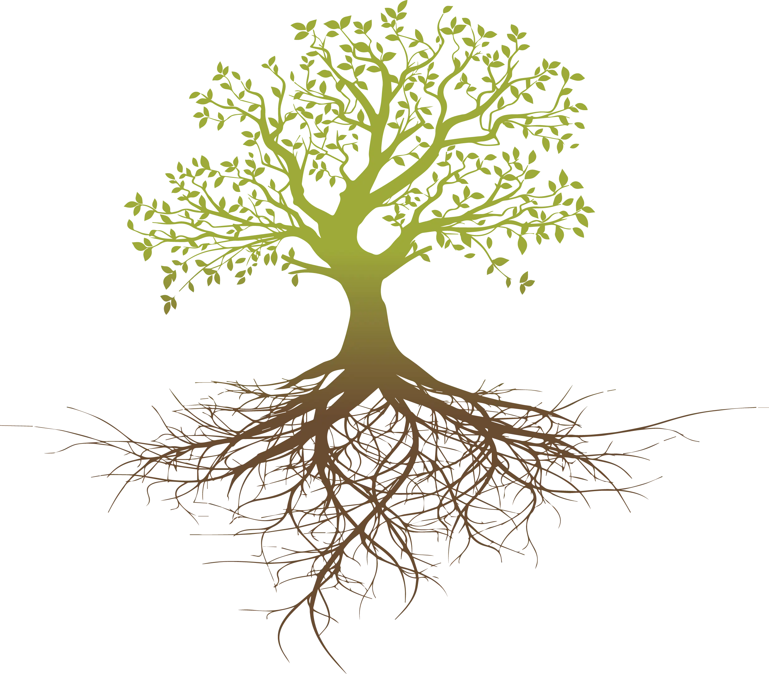 Tree with Extensive Root System Illustration