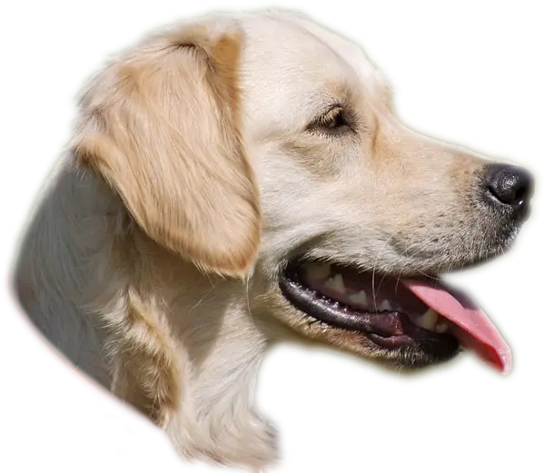 Golden Retriever Dog&#039;s Head with Light Fur