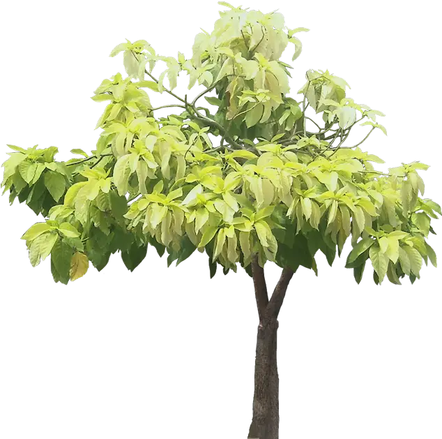 Small Green Tree Ideal for Gardens