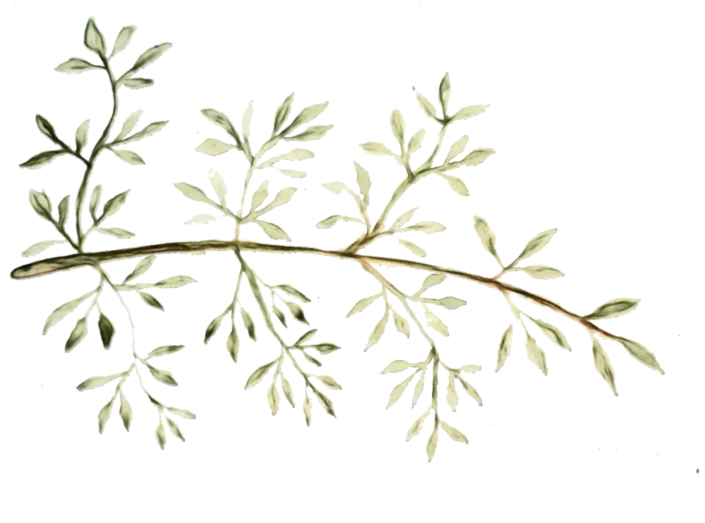 Green Leafy Branch Decoration