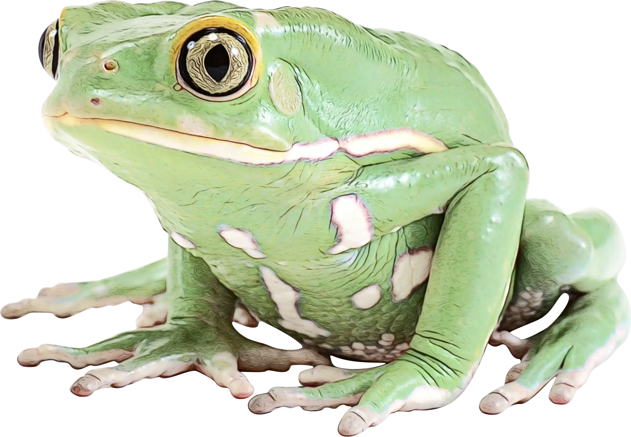 Green Frog in a Natural Habitat Close-Up