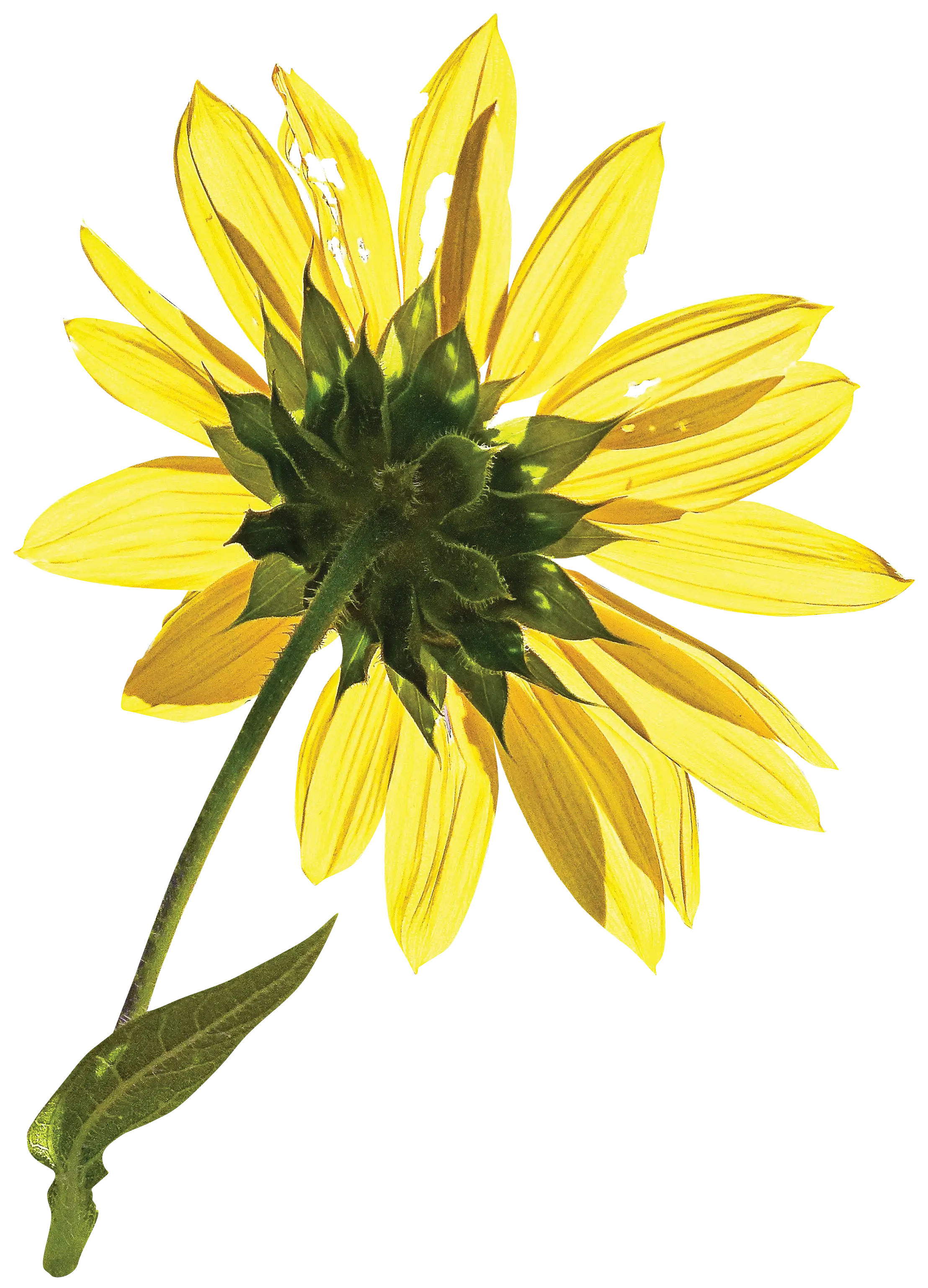 Beautiful Yellow Sunflower