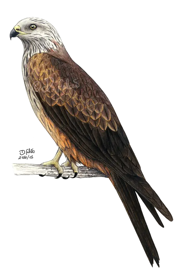 Red Kite Bird Sitting on a Branch