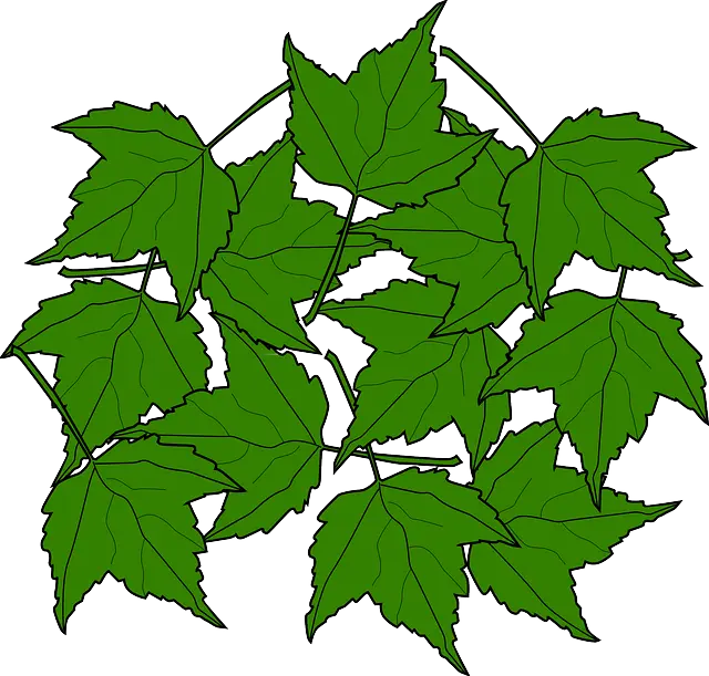 Green Maple Leaves Illustration