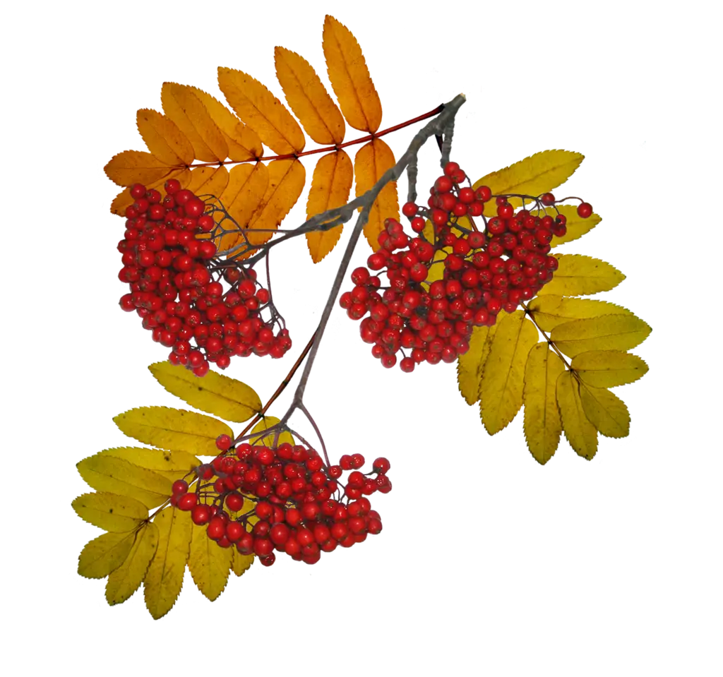 Rowan Tree Berries with Autumn Leaves