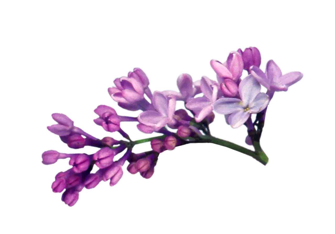 Delicate Purple Lilac Flower Branch