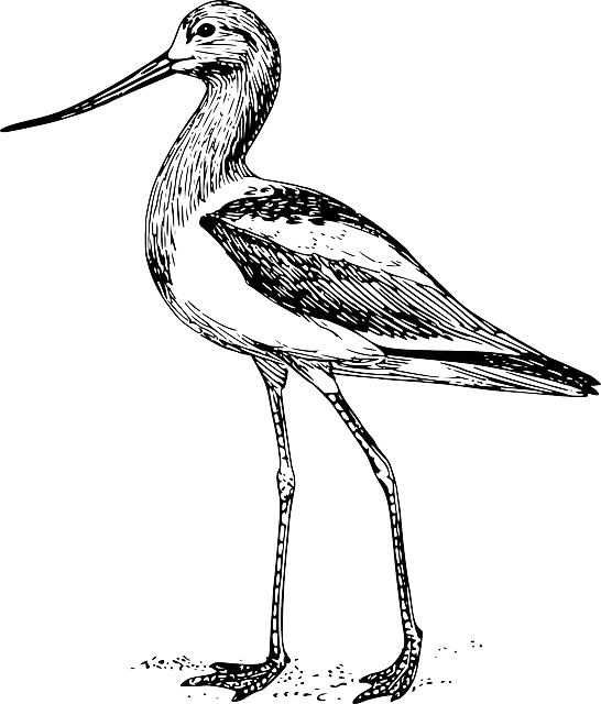 Hand-Drawn Illustration of a Bird