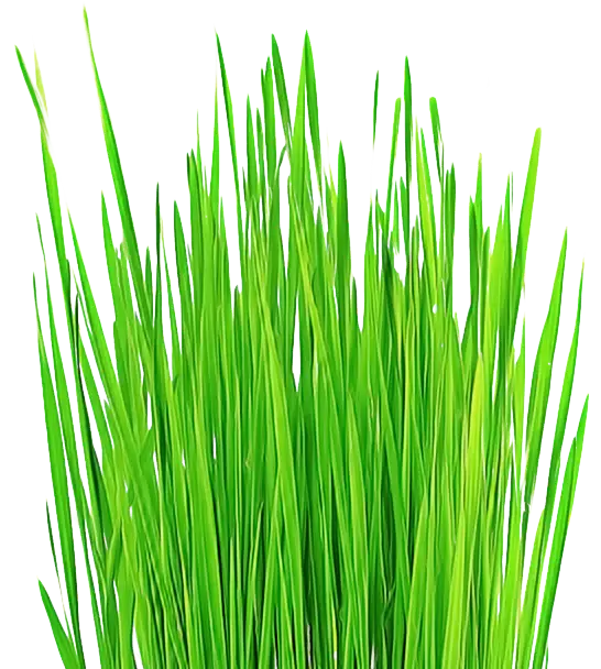 Green Grass Blades in Natural View