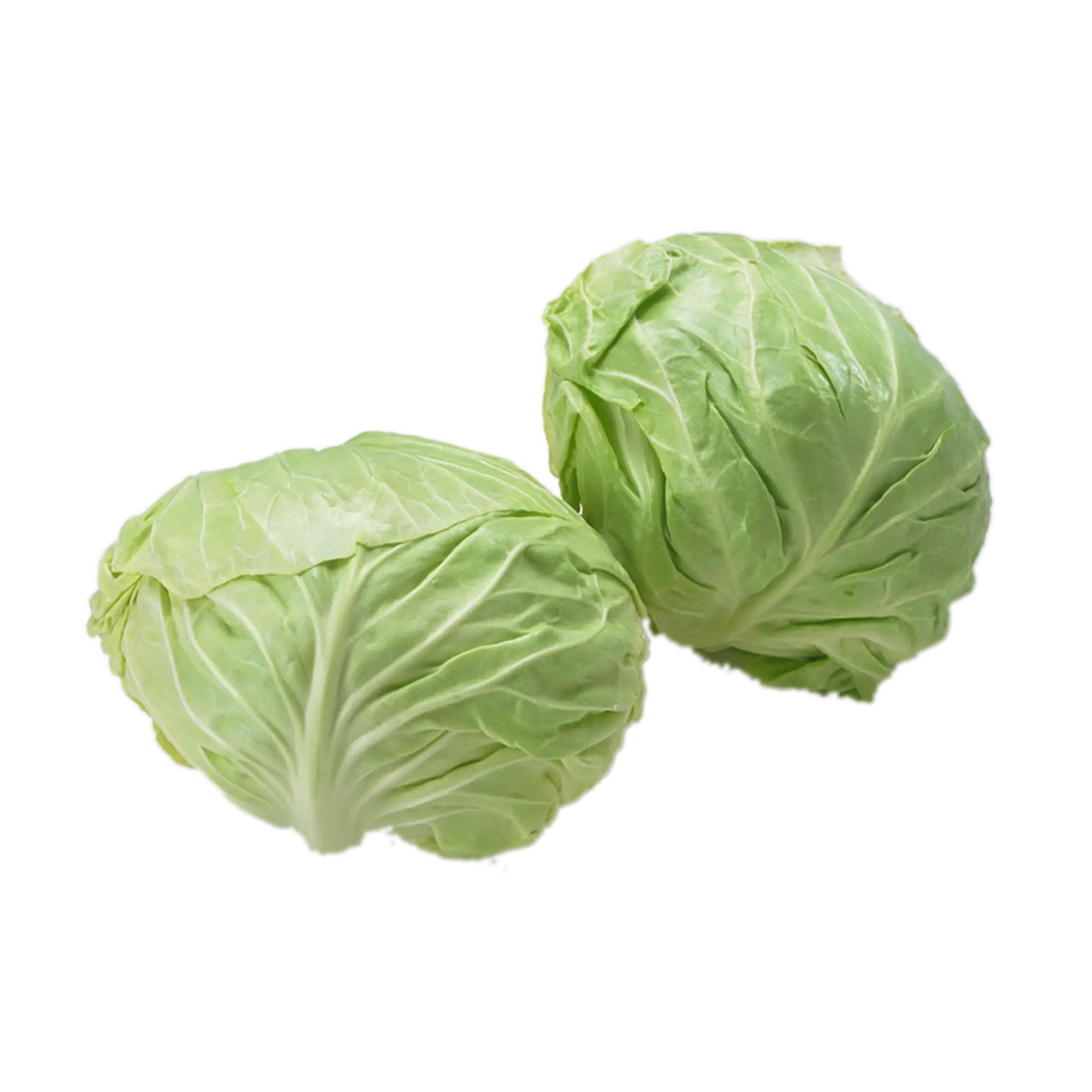 Fresh Green Cabbage