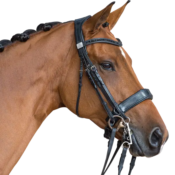 Brown Horse with Bridle Portrait