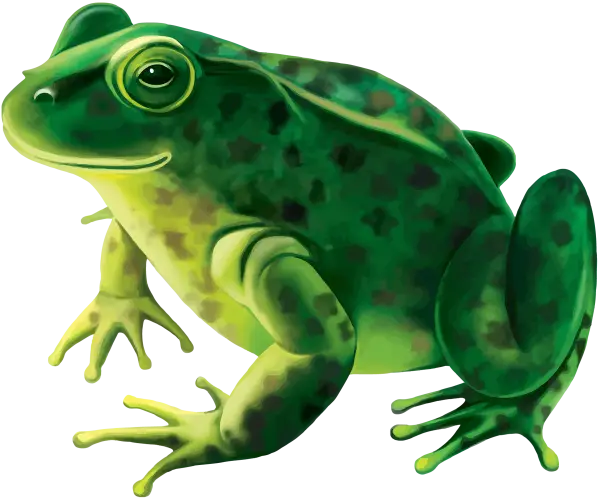 Green Frog Illustration in Nature