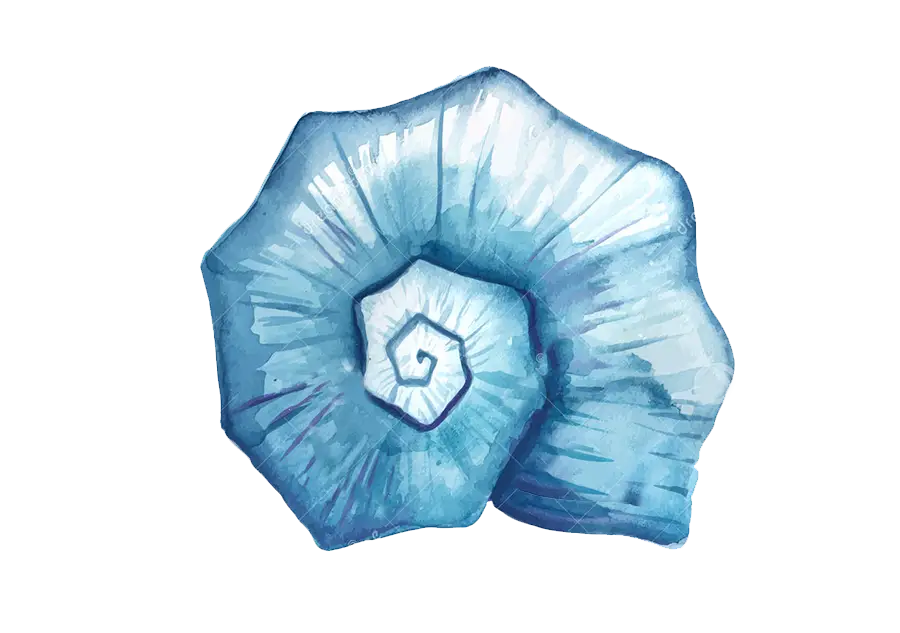 Beautiful Blue Shell Illustration