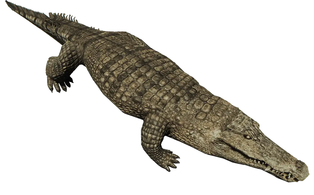 Realistic Crocodile Representation