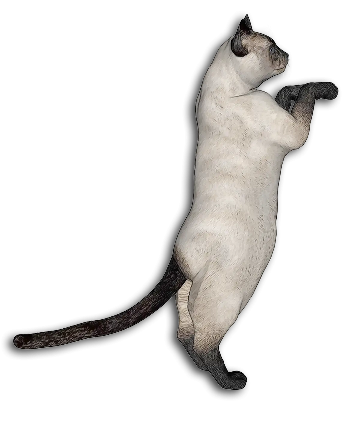 Standing Cat in Profile