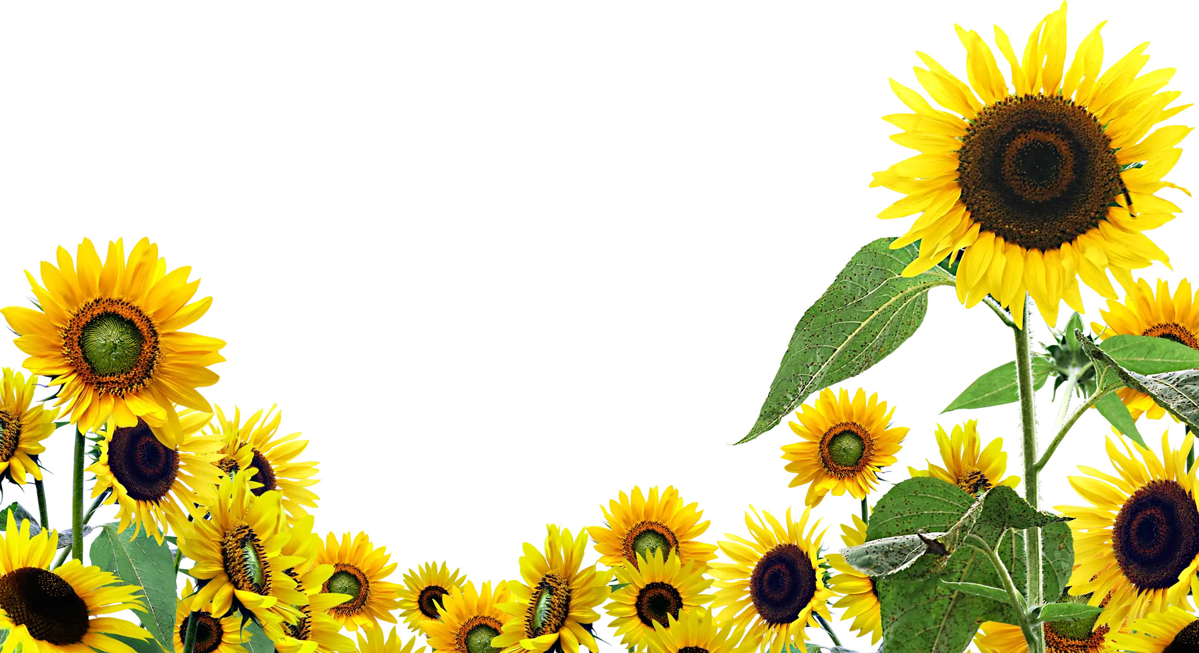 Sunflowers Isolated on Transparent Background