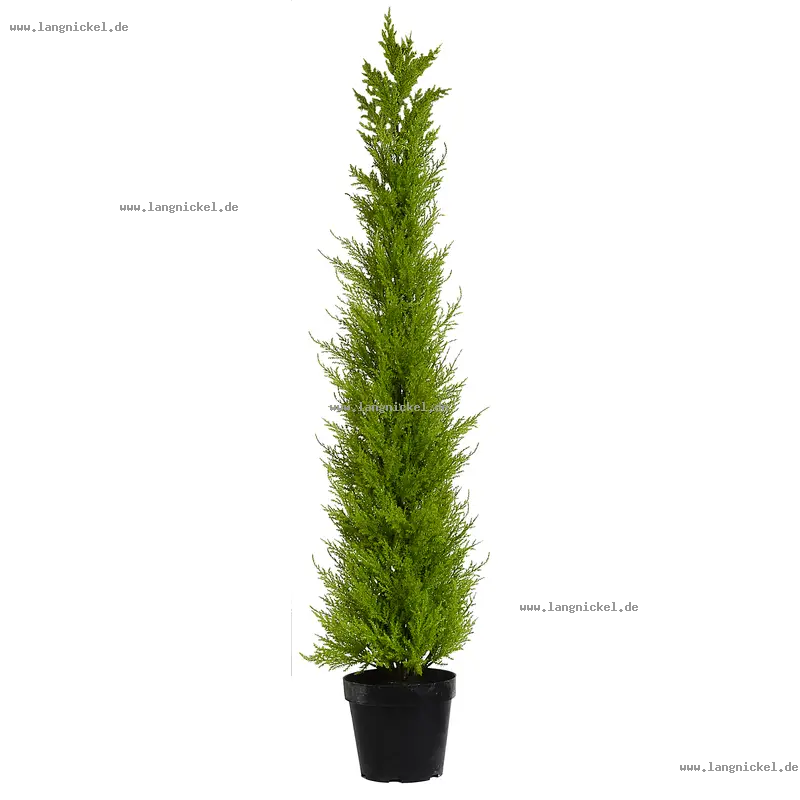 Tall Potted Plant