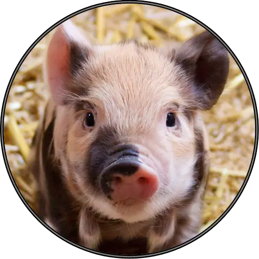 Adorable Piglet Close-Up
