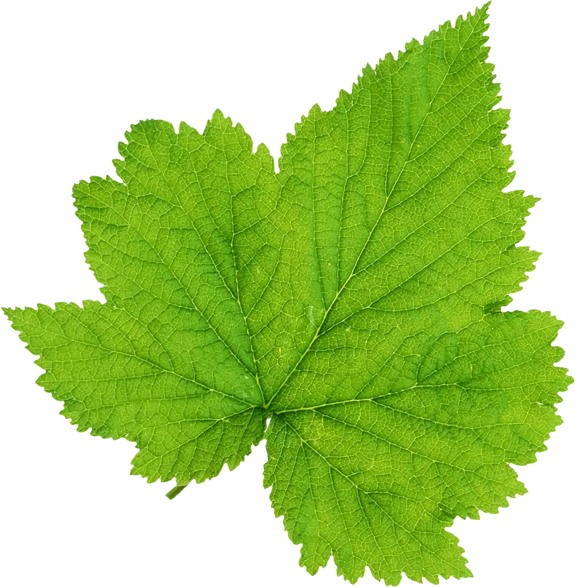 Green Leaf with Detailed Veins