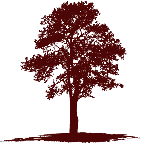 Tree Silhouette for Nature Concept