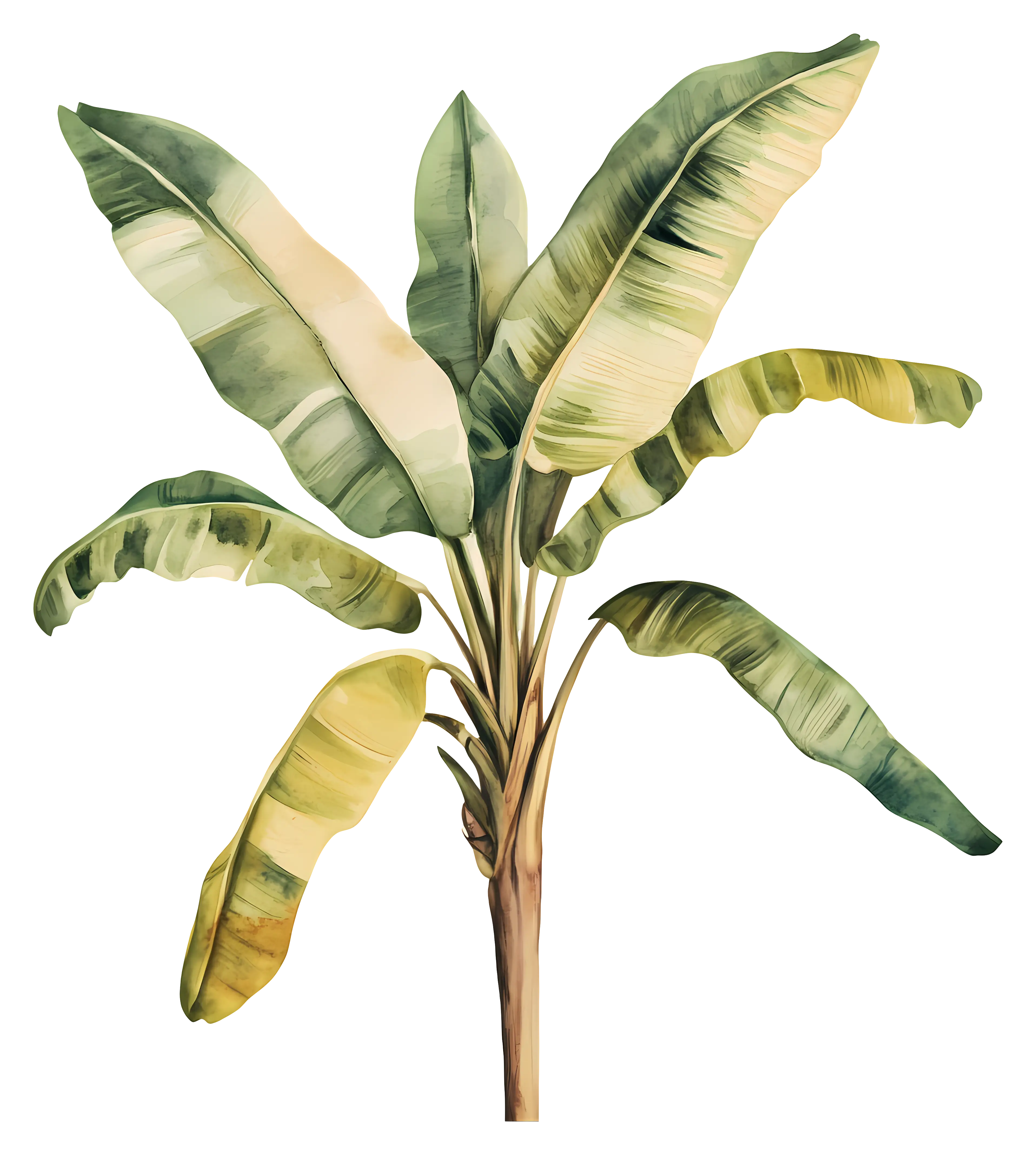 Banana Plant with Lush Green Leaves