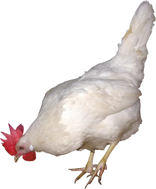 White Chicken with Red Comb