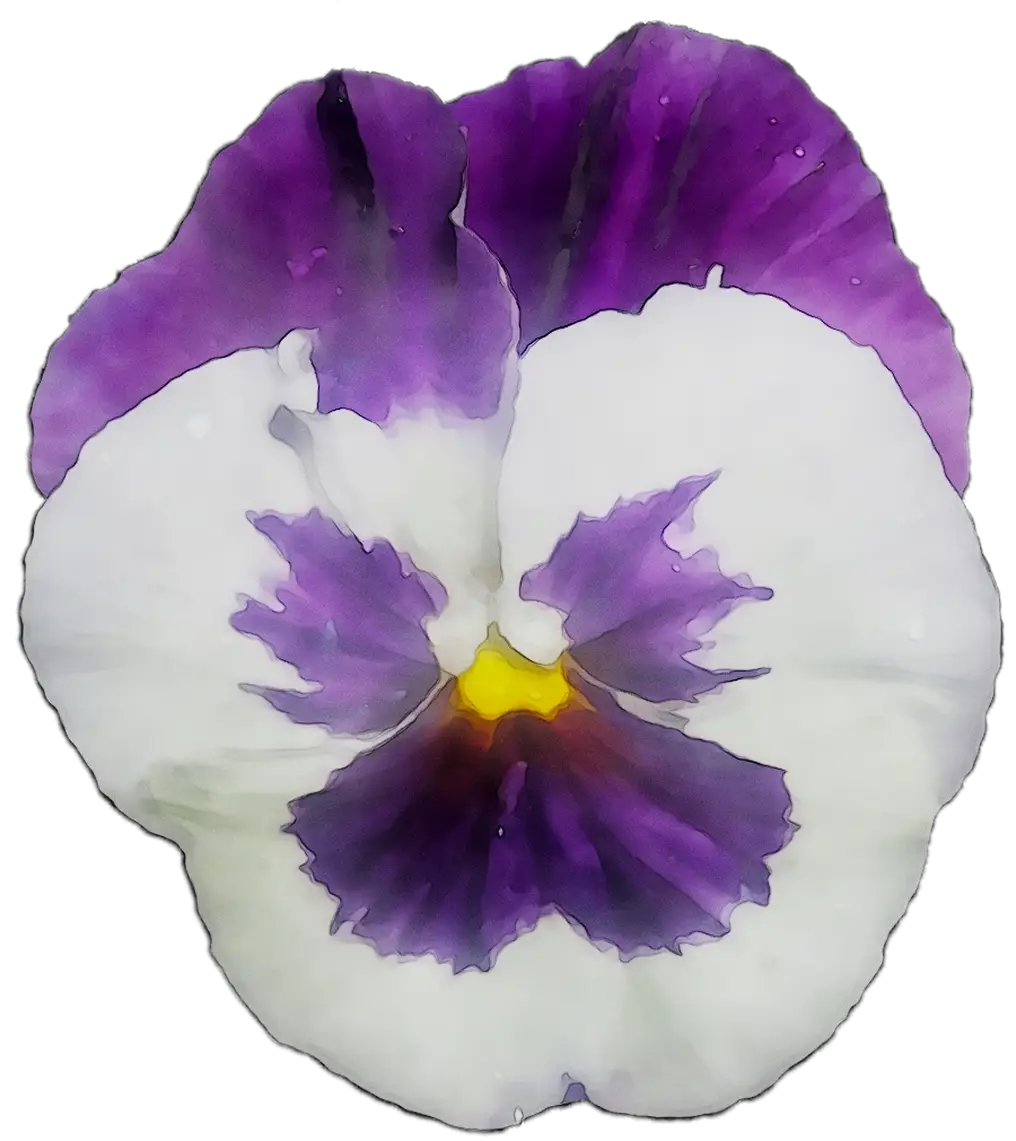 Purple and White Pansy Flower Illustration