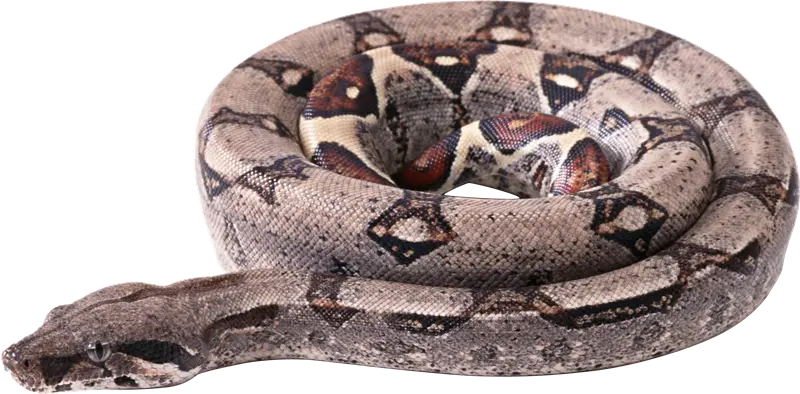 Coiled Snake in Natural Position