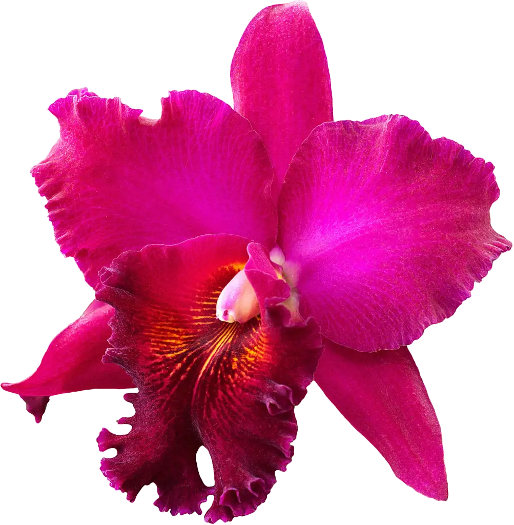 Elegant Pink Orchid Flower