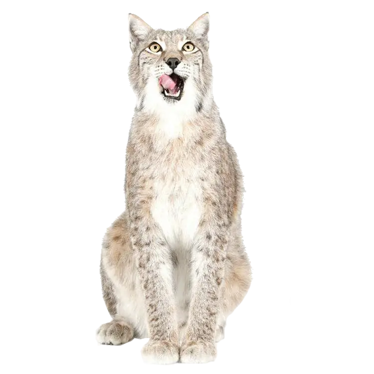 Lynx in the Wild