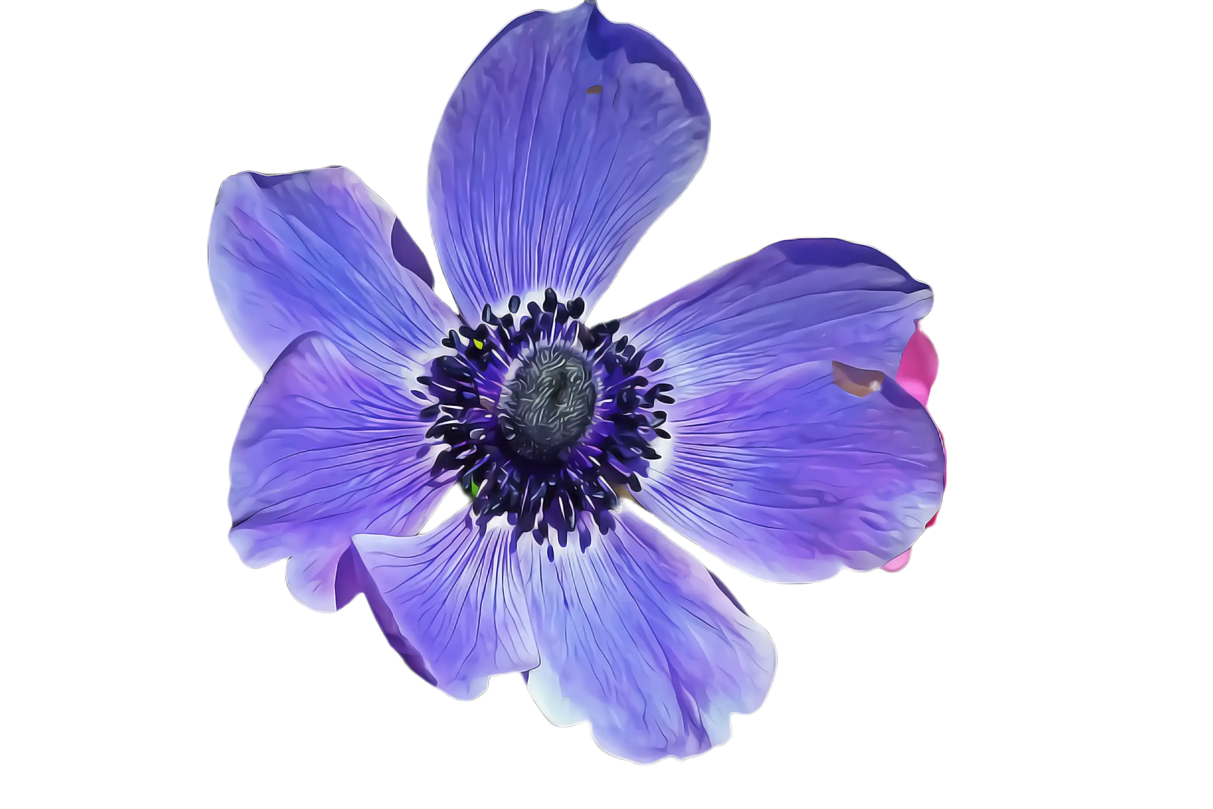 Beautiful Purple Anemone Flower