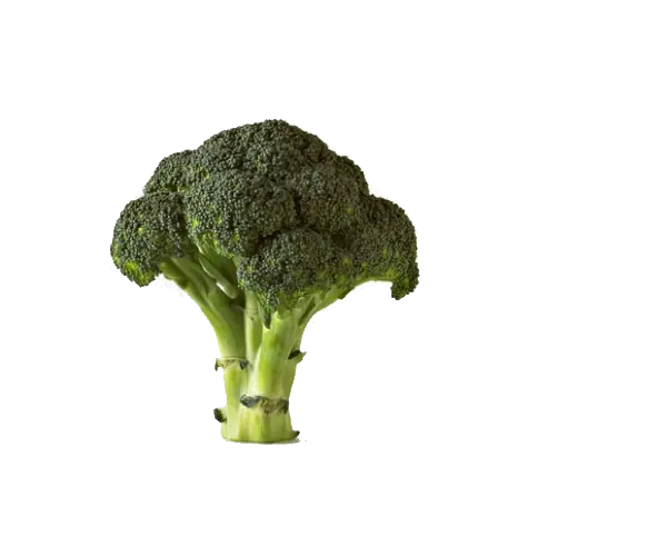 Green Broccoli Illustration