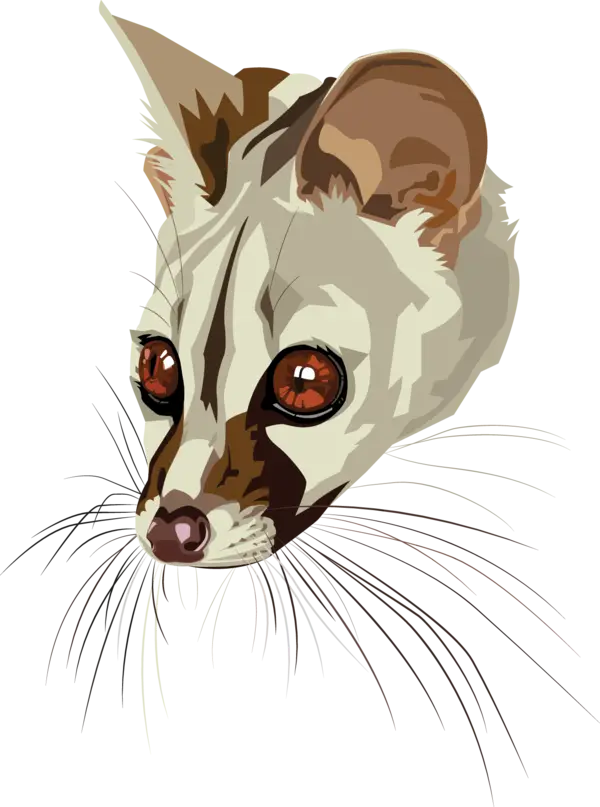 Civet Animal Illustration with Big Eyes