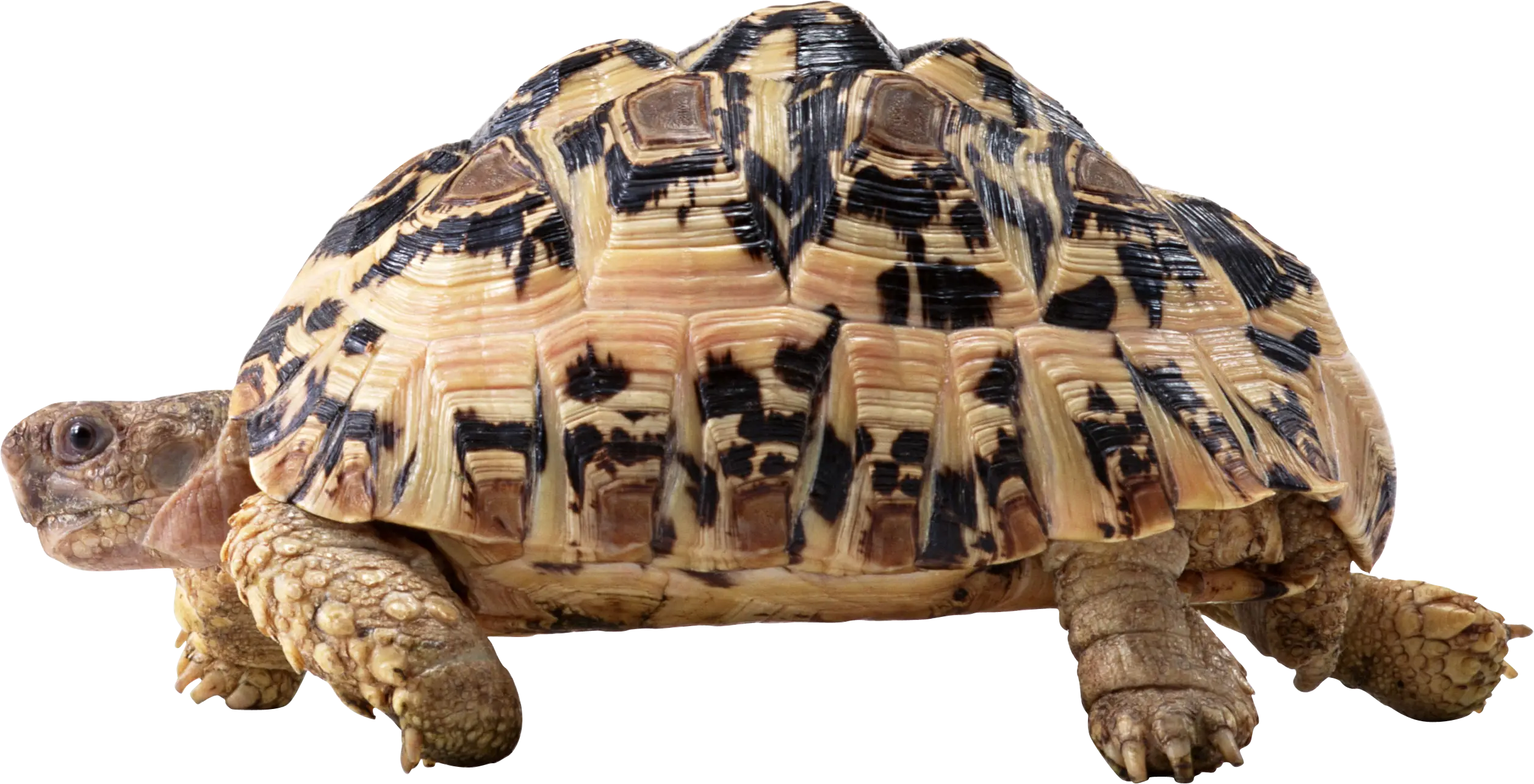 Patterned Turtle Close-Up Photography