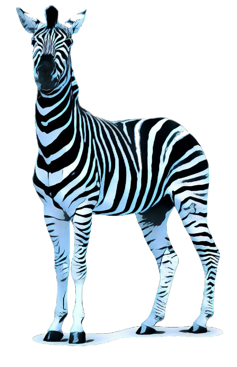Zebra Illustration with Black and White Stripes