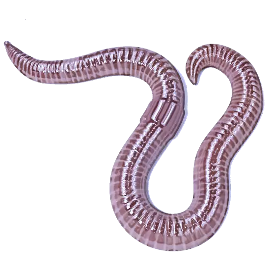 Earthworm as a Soil Health Contributor