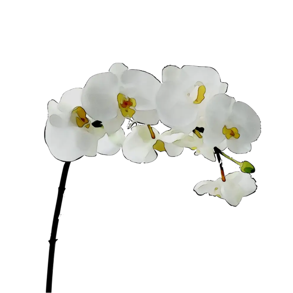White Orchid Flowers Decoration