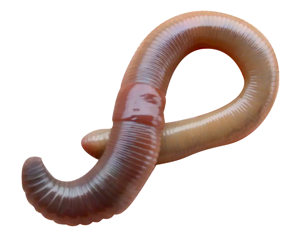 Realistic Earthworm