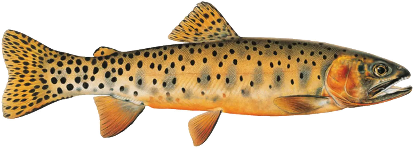 Spotted Trout Fish Illustration