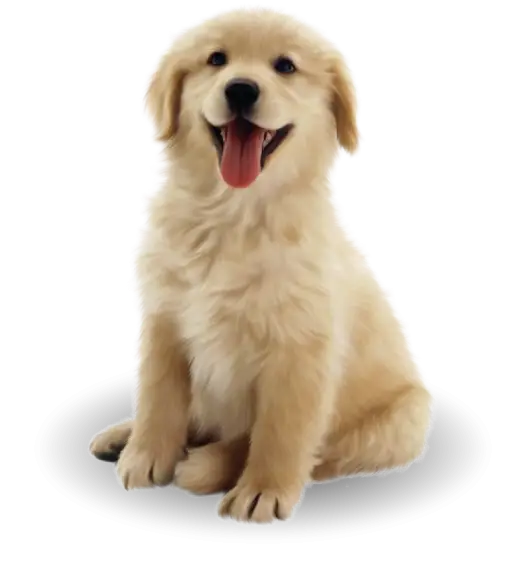 Golden Retriever Puppy Smiling