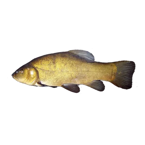 Golden Fish in Clear Water