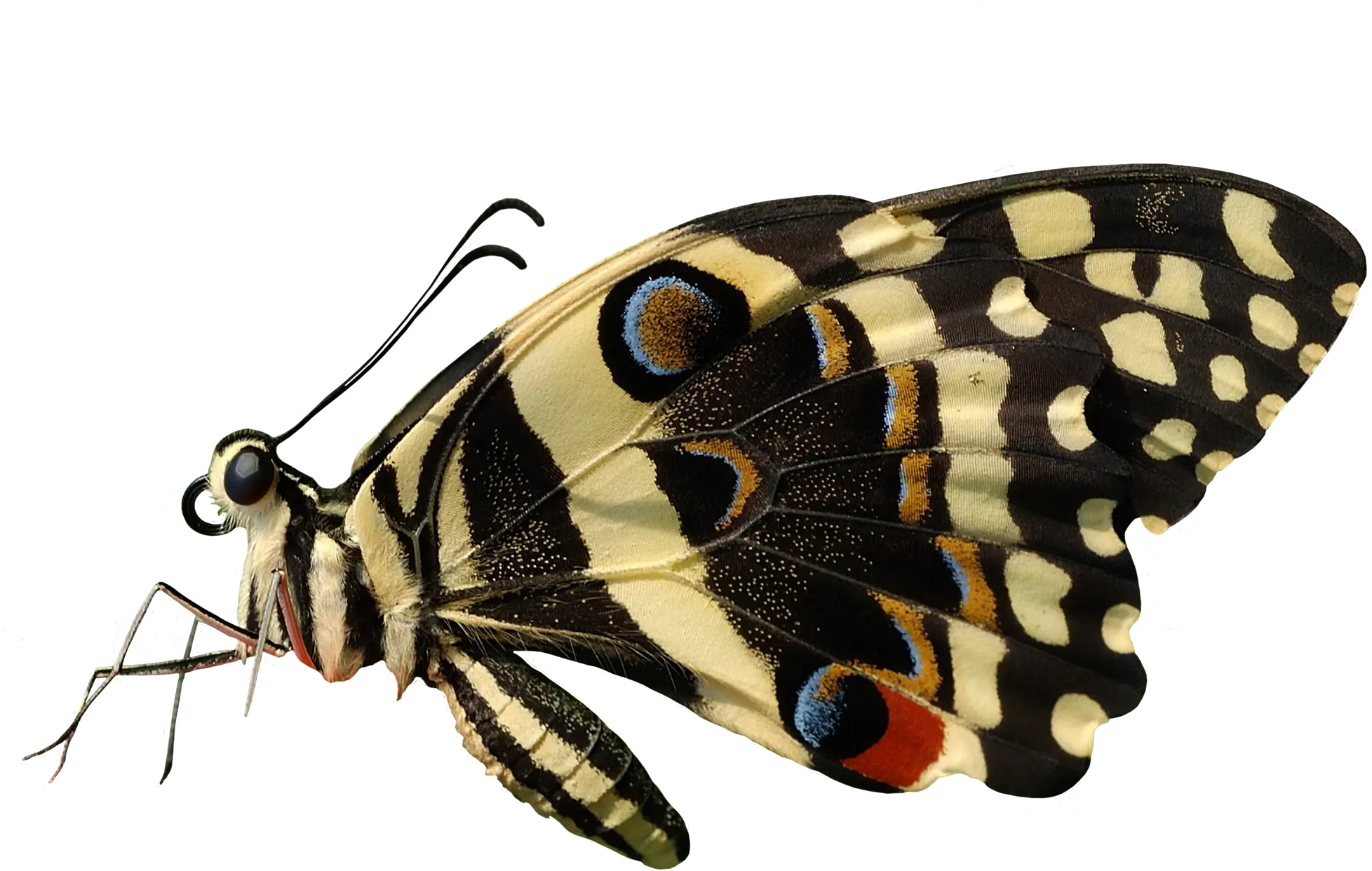 Colorful Butterfly Illustration with Patterned Wings