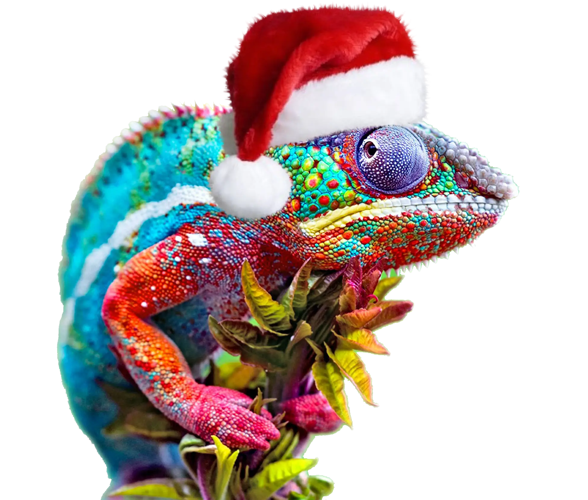 Colorful Chameleon with Santa Hat