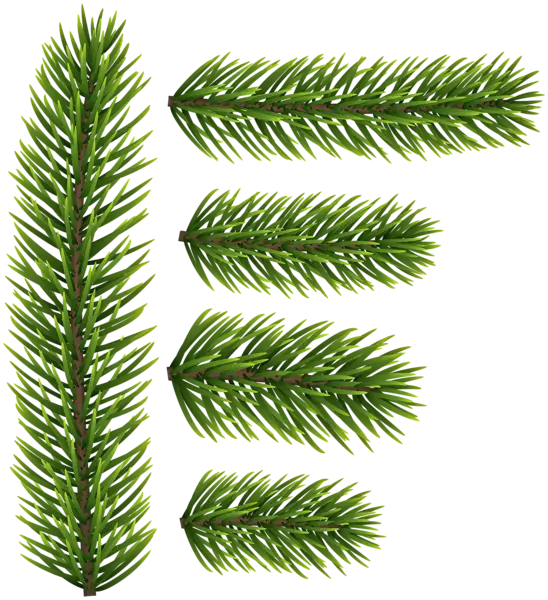 Green Pine Branches
