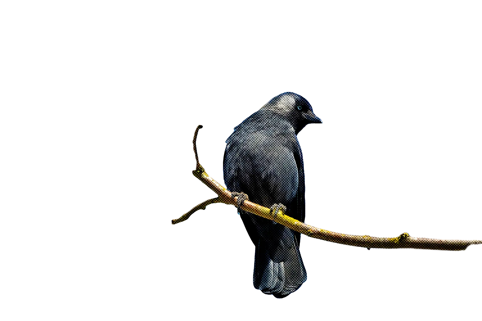 Bird Perched on Branch